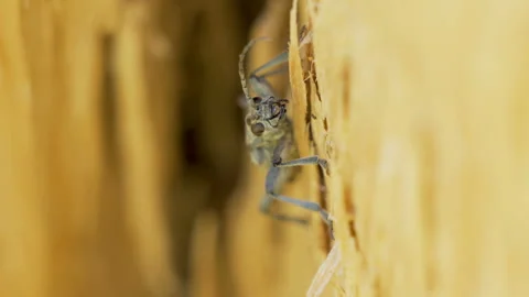 Closer look of the beetle bug on the wooden wall Stock Footage 138546496
