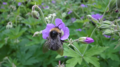The closer look of the big bee flying on the garden Stock Footage 138454572
