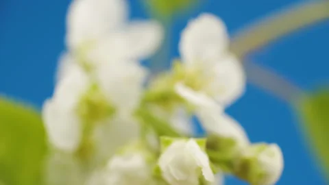A closer look of the bird cherry flowers Видео 135692085