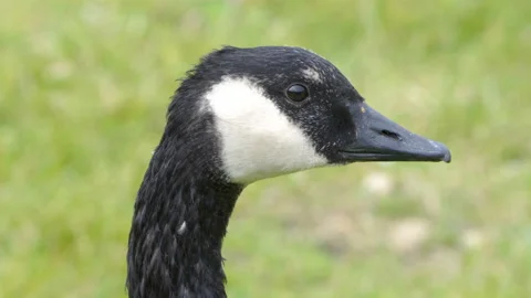 The closer look of the black Canada goose Stock Footage 141290964
