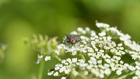 The closer look of the black fly on the top of the flower Stock Footage 116385740