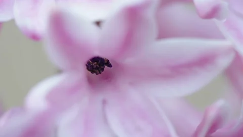 Closer look of the black nectar of the hyacinth flower in Estonia Stock Footage 186248411