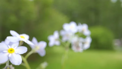 A closer look of the blooming flowers of true forget-me-not plant Stock Footage 135695801