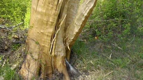 A closer look of the broken trunk of the tree Stock Footage 137679923
