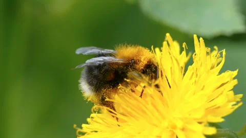 A closer look of the busy bee on the yellow flower Stock Footage 155372923