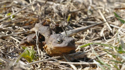 The closer look of the common toad in Estonia Stock Footage 186275529