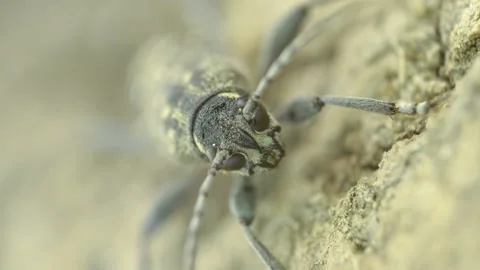 A closer look of the face of the longhorn beetle Stock Footage 137358558