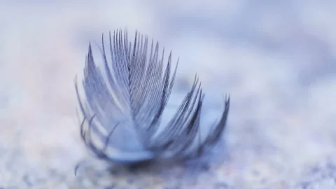 A closer look of the feather on the ground Stock Footage 137358620