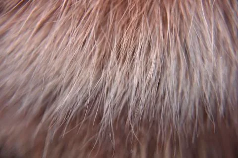 Closer look at the fox fur Stock Photos