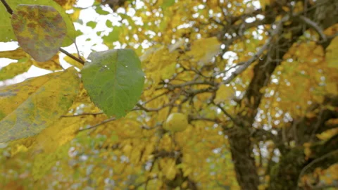 Closer look of the fruit hanging on the branch in Estonia Stock Footage 205024307