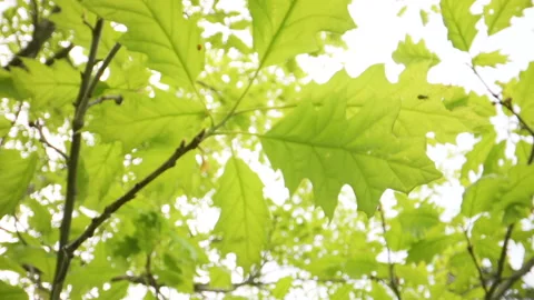 The closer look of the green leaves of the tree Stock Footage 133956581