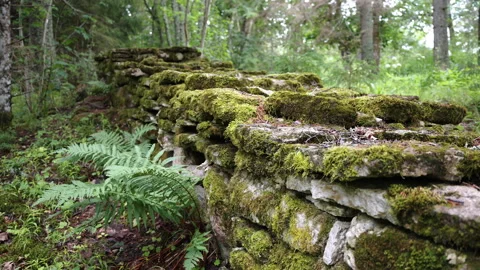 The closer look of the green moss on the rocks in Estonia 스톡 동영상 219154302