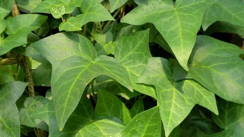 Closer look of the green plants found on the garden Stock Footage 129061707