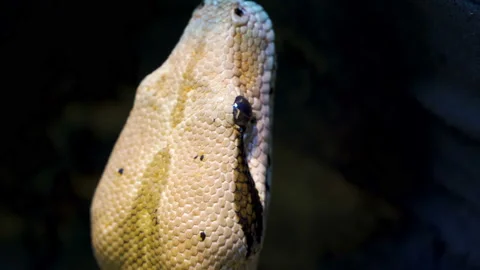 The closer look of the head of the boa constrictor snake Stock Footage 141098982