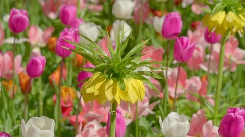 Closer look of lots of different kinds of flowers Stock Footage 79800608