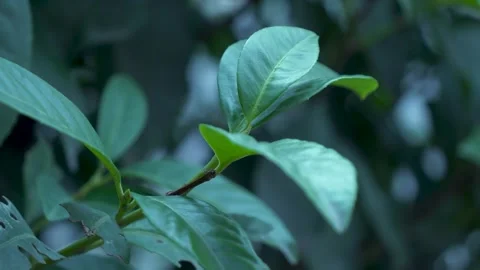 A closer look at a lush green leaf details Vidéo 266937822