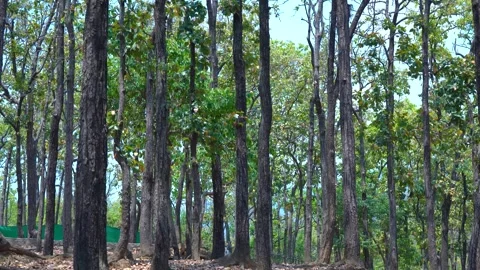 A Closer Look at Nature’s Forest View Stock Footage 313565980