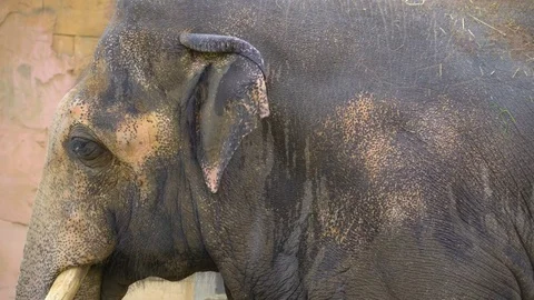 The closer look of the old elephant Stock Footage