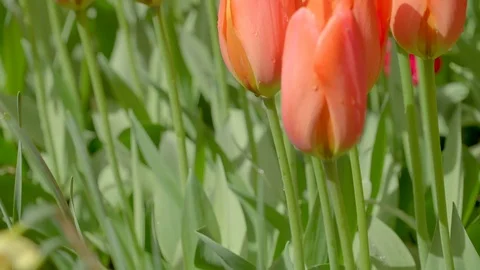Closer look of the peach colored tulips Видео 79807240