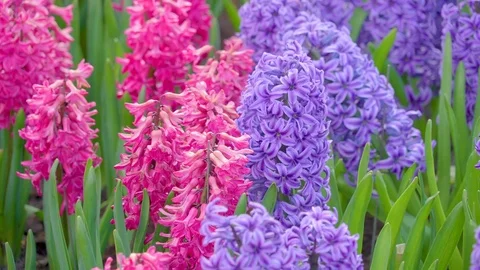 Closer look of the pink and purple flowers Stock Footage 79814416
