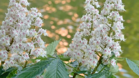 Closer look of the pink flowers of the plant Stock Footage 115233053
