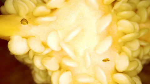 A closer look of the seeds inside the bell pepper Stock Footage 135701515
