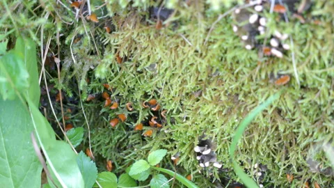 The closer look of the small green moss on the ground Stock Footage 140521348