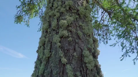 Closer look of the small moss plants on the trunk Stock Footage 93832276