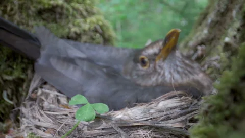 The closer look of the small tiny birds Stock Footage 137136459