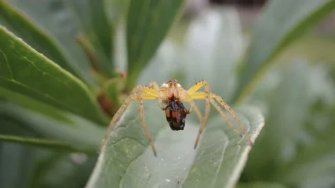 A closer look of the spider eating some bugs in Estonia Stock Footage 170157460
