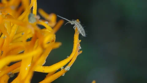 Closer look of the springtail bug on the Cordyceps militaris fungus in Estoni Stock Footage 160551204