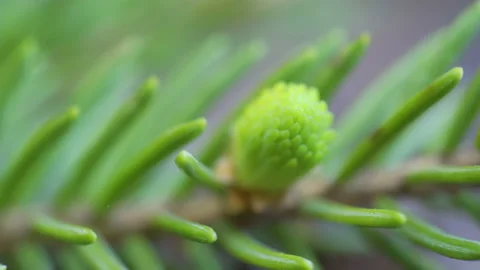 Closer look of the sprouting acorn of the spruce tree Stock Footage 137358886