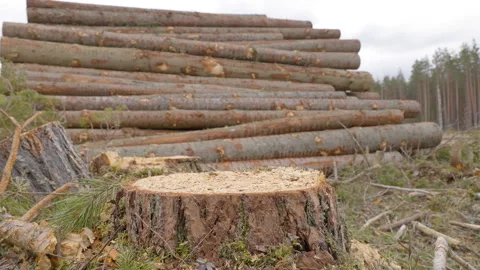 Closer look of the spruce tree stump on ... | Stock Video | Pond5