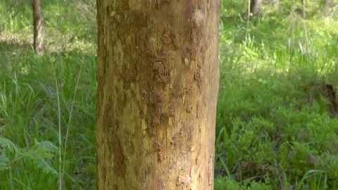 The closer look of the spruce tree trunk in the forest Stock Footage 138578172