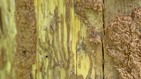 Closer look of the spruce tree trunk in the forest Stock Footage 138579813