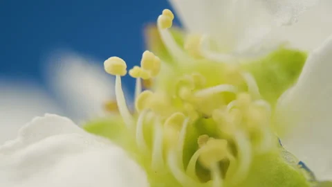 The closer look of the stamens of the bird cherry flower Stock Footage 135690782