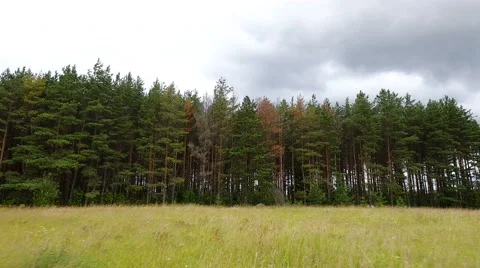 Closer look of the tall trees in the forest Stock Footage 67282310