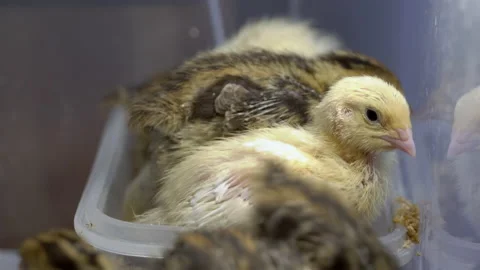 The closer look of the tiny chicks on the box Stock Footage 134994191