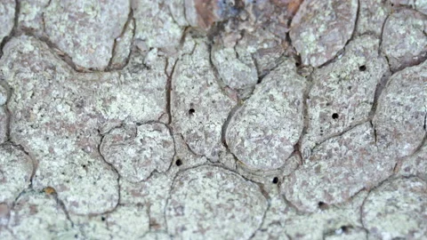 Closer look of the tiny holes of the bark of the tree Stock Footage 138552844