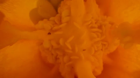 A closer look of the tiny seeds inside the bell pepper Stock Footage 135701642