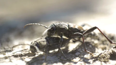 A closer look of the two longhorn beetle Stock Footage 137358465
