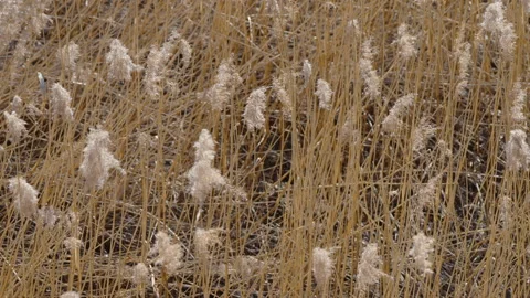 The closer look of the white common reed... | Stock Video | Pond5