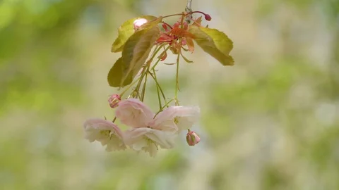 Closer look of the white flower hanging on the tree Stock Footage 79786208