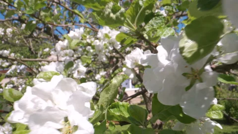 Closer look of the white flowers of the tree Stock Footage 138610094