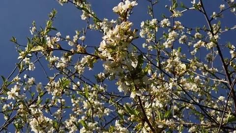 Closer look of the white flowers of the tree in Estonia Stock Footage 245670914