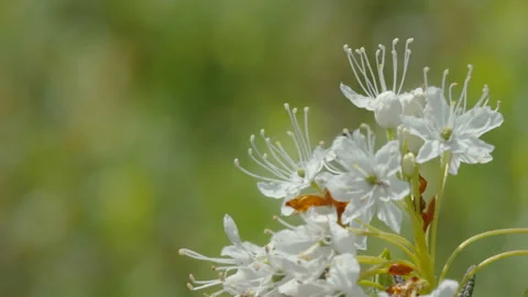 Closer look of the white flowers of the wild rosemary in Estonia 스톡 동영상 201546732