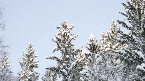 Closer look of the white snow on the tree Stock Footage 59687281
