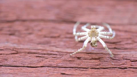 Closer look of the white spider on the red plank Stock Footage 138545435