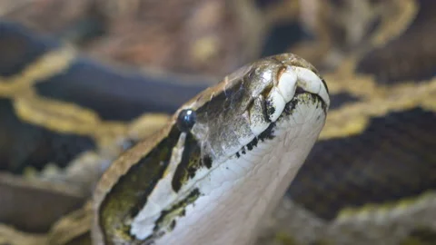 Closer look of the white spots on the boa constrictor Stock Footage 141672633