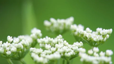 Closer look of the white tiny flowers of the plants Stock Footage 136149581